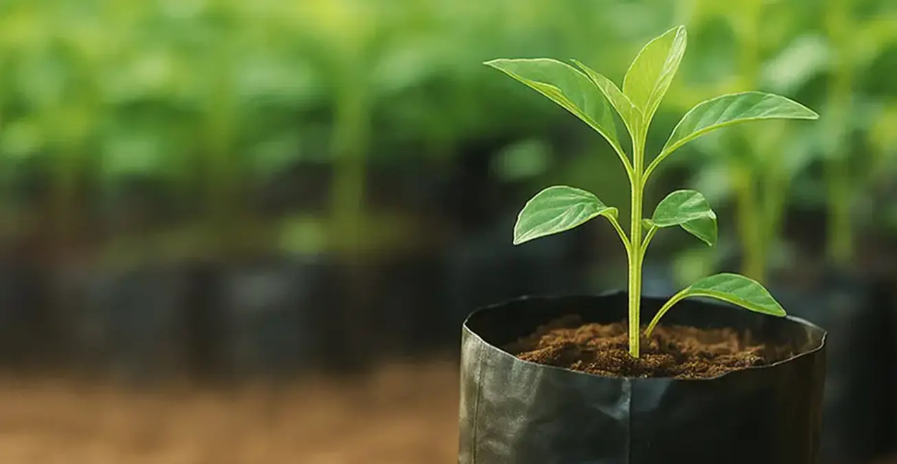 The Growing Role of Nursery Garden Bags in Nepal The Growing Role of Nursery Garden Bags in Nepal